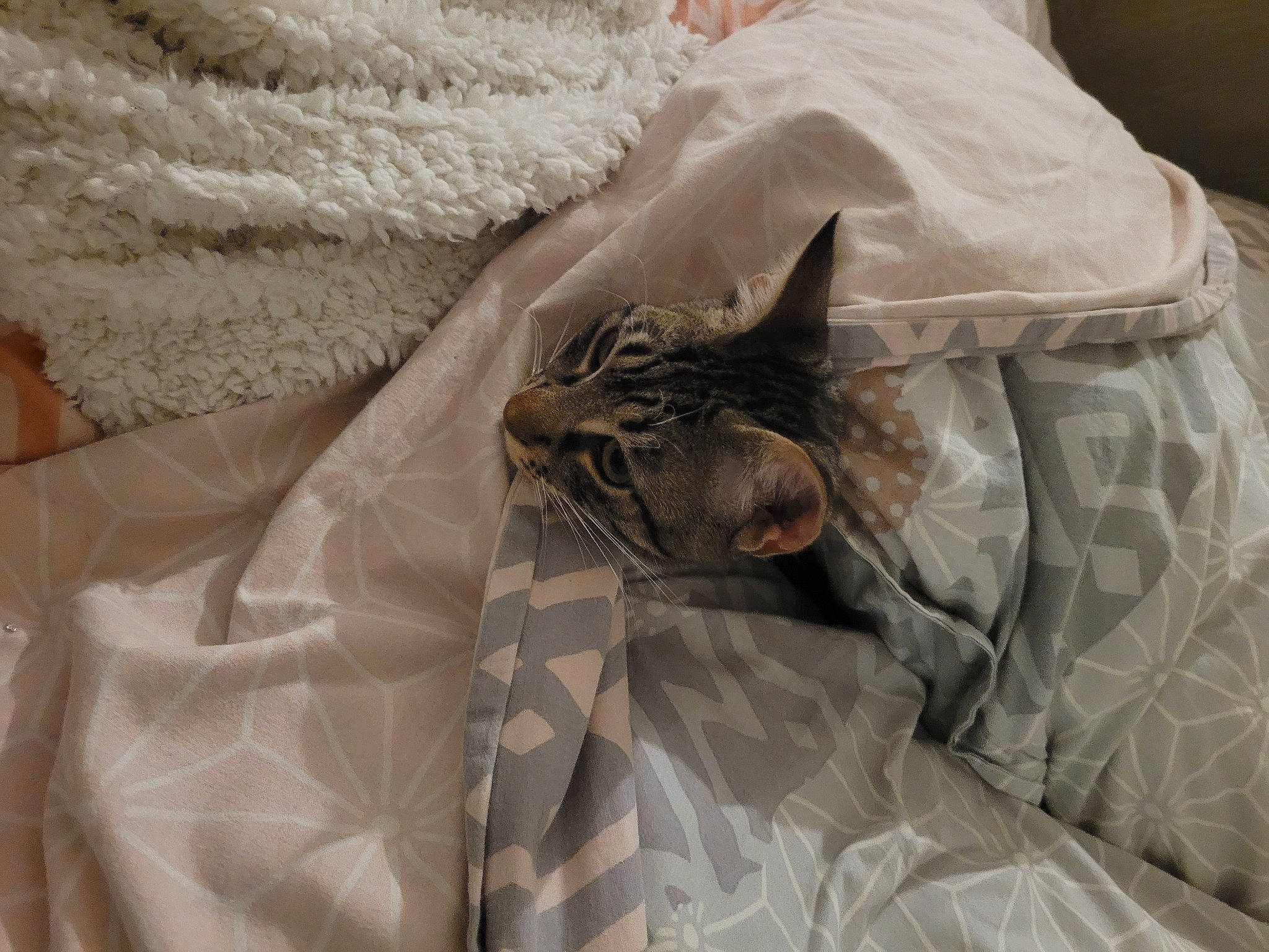 Seth a rejoint le concours — aidez-le/la à gagner de superbes lots ! bag, bed, bed_sheet, bedding, blanket, carnivore, cat, comfort, domestic_short_haired_cat, duvet, felidae, fur, grey, linens, pattern, room, sleeve, small_to_medium_sized_cats, textile, whiskers