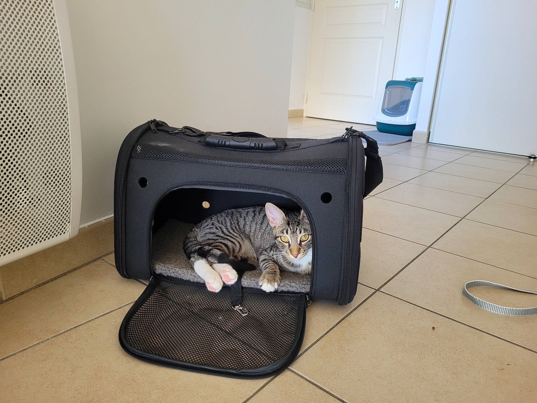 Seth participe au concours pour gagner de l'argent avec cette photo : audio_equipment, automotive_tire, bag, carnivore, cat, clothes_dryer, comfort, door, felidae, floor, flooring, fur, hardwood, home_appliance, machine, office_equipment, room, small_to_medium_sized_cats, tail, whiskers