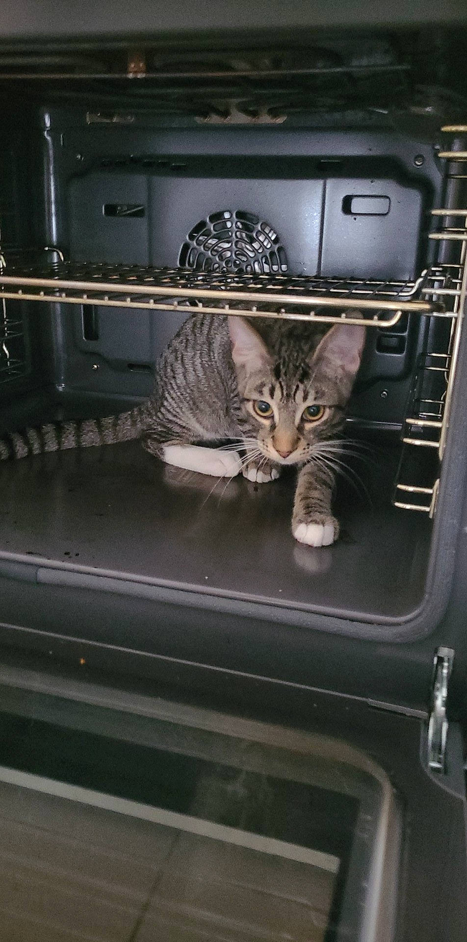 Seth a rejoint le concours — aidez-le/la à gagner de superbes lots ! auto_part, automotive_design, automotive_exterior, automotive_lighting, automotive_tire, bumper, carnivore, cat, felidae, fender, gas, hood, machine, major_appliance, motor_vehicle, rim, small_to_medium_sized_cats, vehicle, vehicle_door, whiskers