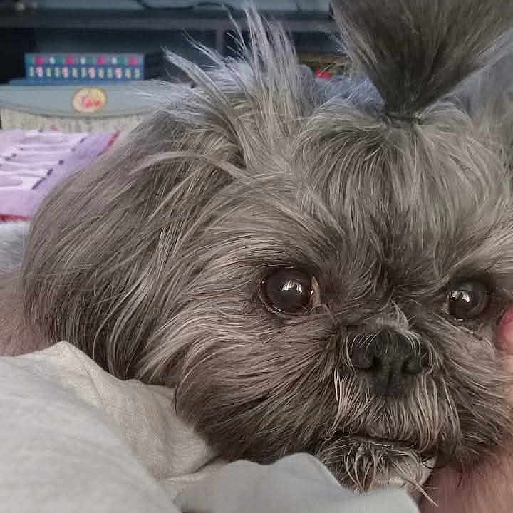 Callie is registered to the contest to win money with this photo: affenpinscher, animal, canine, computer, computerhardware, dog, electronics, hardware, laptop, monitor, pc, pet, puppy, screen, terrier, text, whitedog