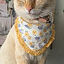 Coco joined the competition — help win amazing prizes! cat, animal, pet, bandana, floral, cream_colored, whiskers, ears, collar, indoor, portrait, close_up, sitting, feline, cute, domestic_animal, soft_lighting, decor, background, calm