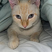 Coco joined the competition — help win amazing prizes! cat, pet, animal, feline, cute, collar, heart_shaped, blanket, indoor, light_orange, whiskers, ears, paws, bed, cozy, resting, portrait, close_up, fur, cute_pet