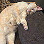 Coco is registered to the contest to win money with this photo: cat, feline, cream_colored, pet, lounging, relaxed, couch, indoor, sleepy, cozy, fur, paw, whiskers, resting, closeup, animal, domestic, cute, soft, comfort