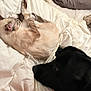cat, dog, bed, blanket, sleeping, resting, indoor, pet, animal, fur, cozy, companion, white, black, cream, comfort, relaxation, closeup, friendship, quiet