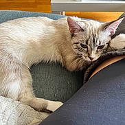 Venus participe au concours pour gagner de l'argent avec cette photo : cat, feline, pet, indoor, couch, resting, relaxed, blue_eyes, fur, whiskers, person, leg, pants, blanket, home, wood_floor, cozy, close_up, animal, companion