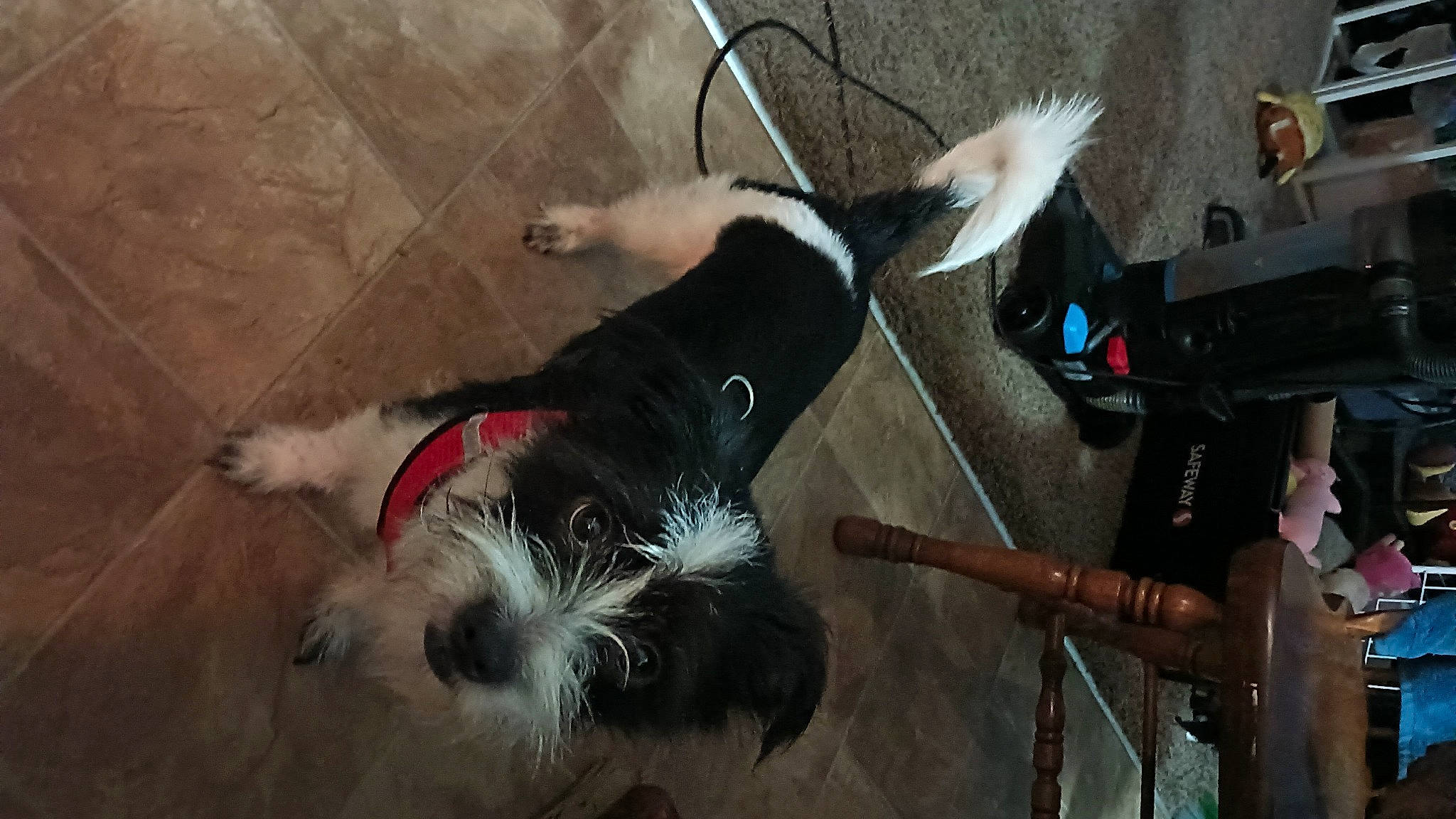 Bandit