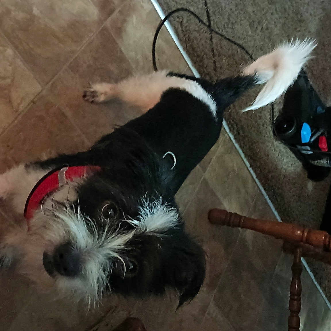 Bandit
