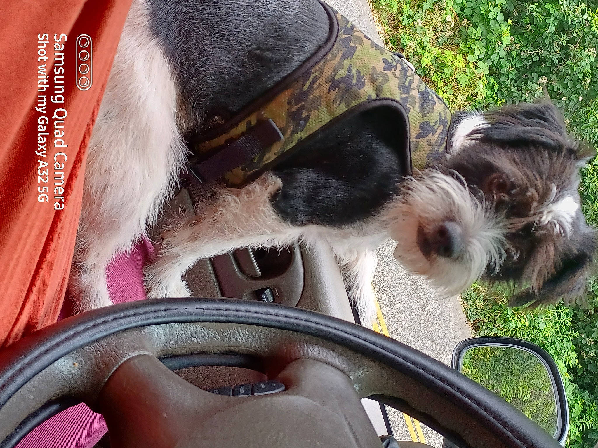 Bandit joined the competition — help win amazing prizes! audio_equipment, canidae, carnivore, collar, companion_dog, dog, dog_breed, eyewear, fashion_accessory, fawn, grass, mammal, motor_vehicle, personal_protective_equipment, snout, sporting_group, vehicle_door, vision_care, windshield, working_animal