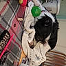 Bandit joined the competition — help win amazing prizes! canidae, companion_dog, dog_breed, event, felidae, flooring, fur, pattern, plaid, room, small_to_medium_sized_cats, sporting_group, stuffed_toy, tail, tartan, toy, whiskers