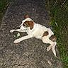 animal, brown, concrete, dog, flash, grass, ground, lying, nature, night, outdoor, path, pet, plants, playful, puppy, side_view, toy, white, young