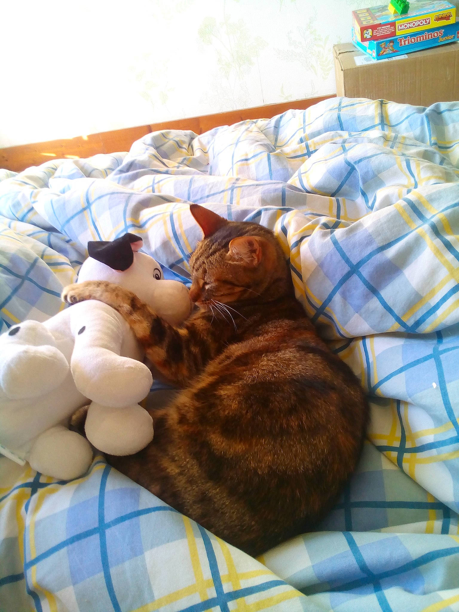 Kitty participe au concours pour gagner de l'argent avec cette photo : azure, bed, bed_sheet, bedding, carnivore, cat, comfort, domestic_short_haired_cat, egg, event, fawn, felidae, fur, linens, room, small_to_medium_sized_cats, tail, textile, toy, whiskers