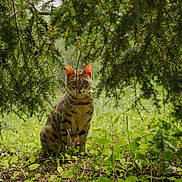 Bruce Greenwood is registered to the contest to win money with this photo: cat, animal, outdoor, nature, greenery, plants, foliage, wildlife, sitting, curious, grass, tree, leaves, background, mammal, forest, spotted, pet, quiet, calm