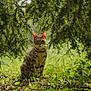 cat, animal, outdoor, nature, greenery, plants, foliage, wildlife, sitting, curious, grass, tree, leaves, background, mammal, forest, spotted, pet, quiet, calm