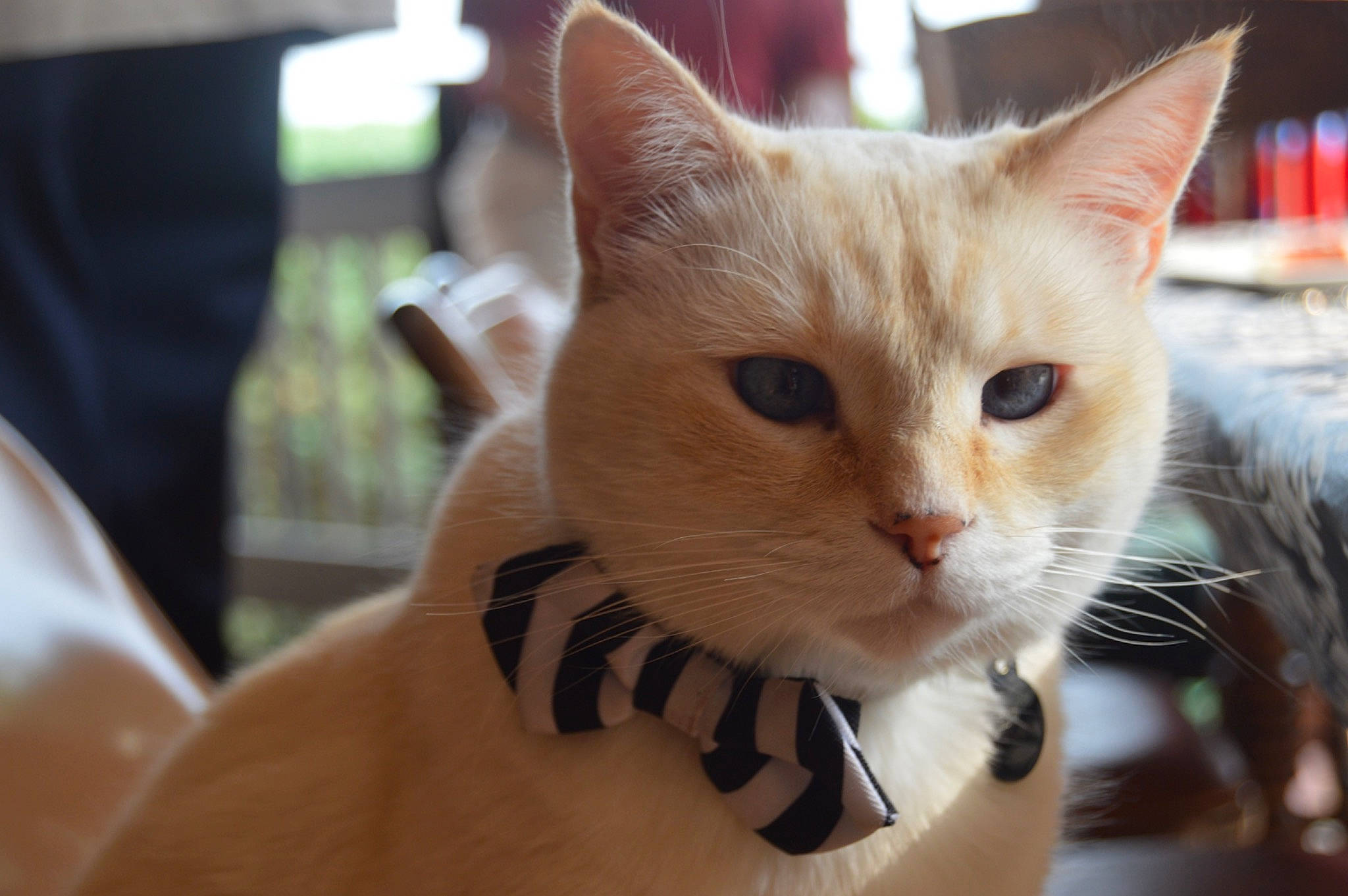 Kova joined the competition — help win amazing prizes! carnivore, cat, claw, domestic_short_haired_cat, ear, eye, eyelash, fawn, felidae, fur, iris, paw, small_to_medium_sized_cats, snout, whiskers