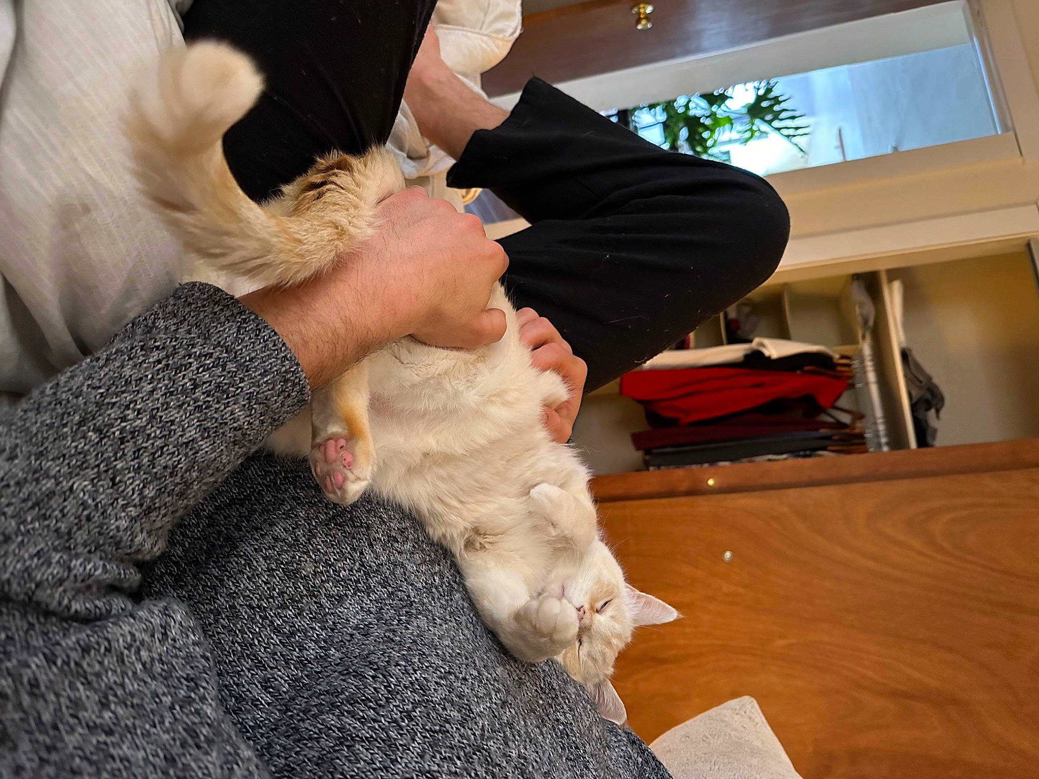 Kova is registered to the contest to win money with this photo: carnivore, cat, comfort, companion_dog, fawn, felidae, finger, flooring, fur, gesture, hand, hardwood, human_leg, lap, nail, small_to_medium_sized_cats, tail, whiskers, wood, wool