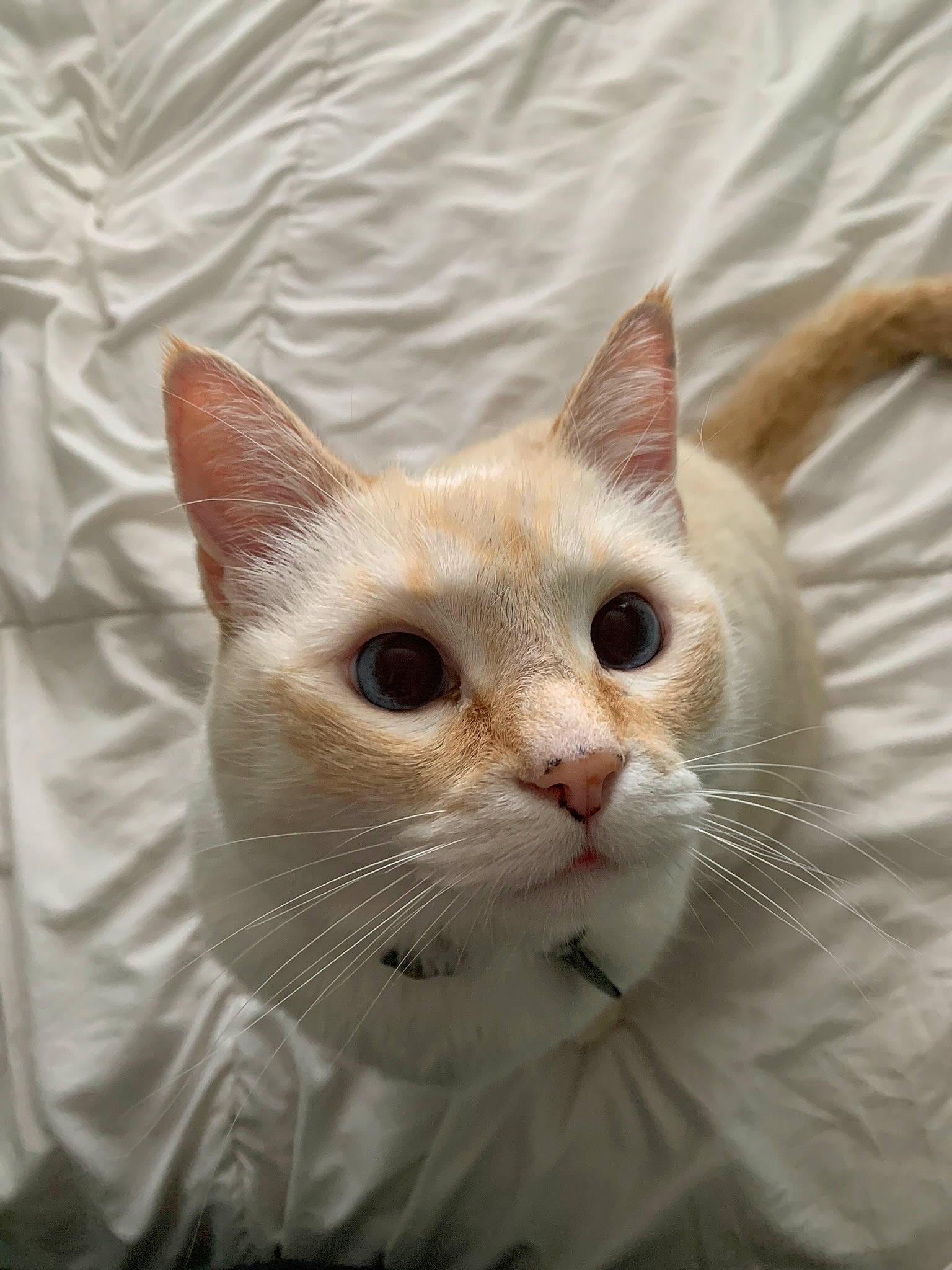 Kova joined the competition — help win amazing prizes! carnivore, cat, cat_furniture, domestic_short_haired_cat, eye, fawn, felidae, fur, head, paw, small_to_medium_sized_cats, snout, tail, terrestrial_animal, tree, whiskers, window