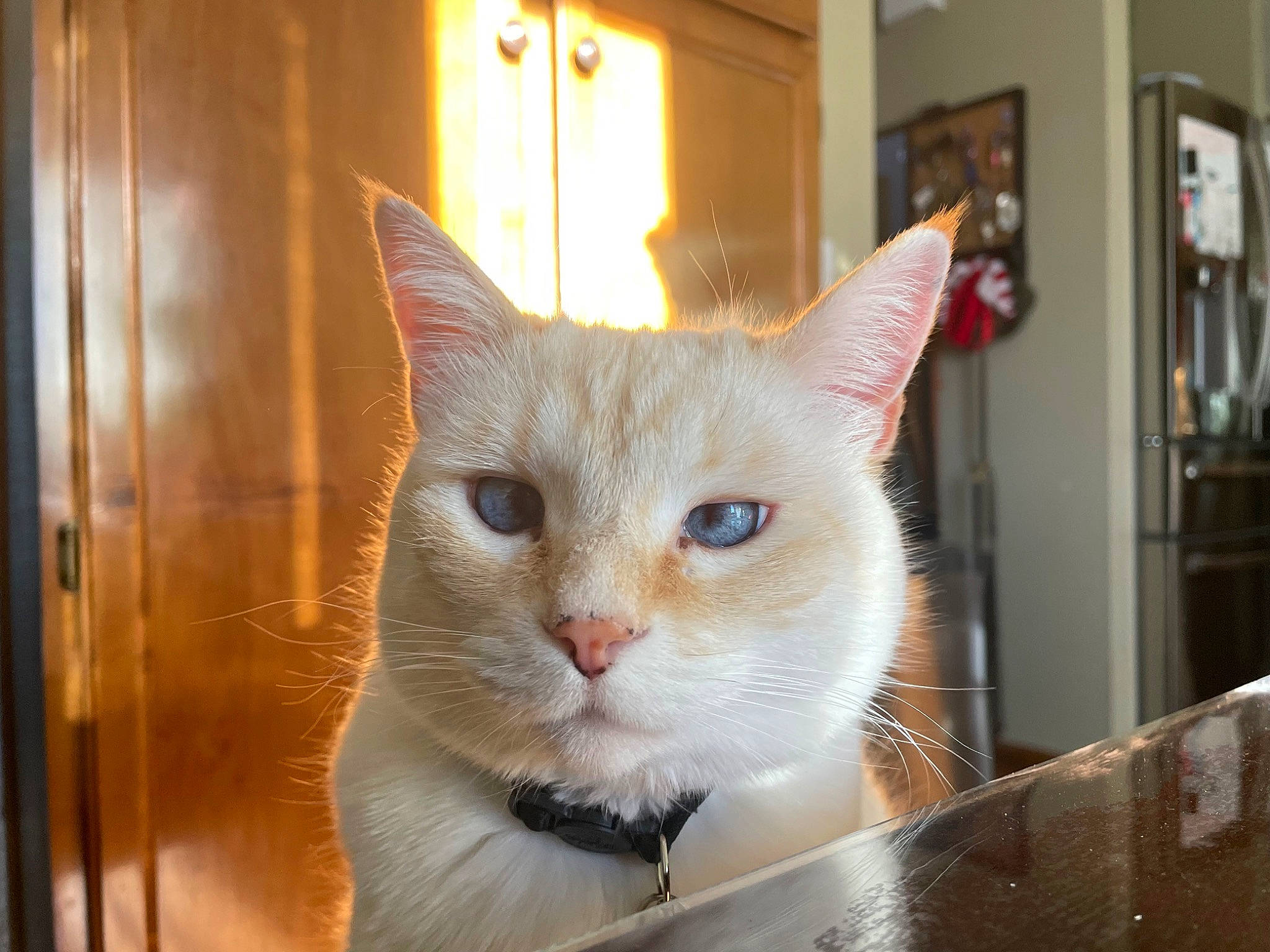 Kova is registered to the contest to win money with this photo: box, carnivore, cat, cat_furniture, domestic_short_haired_cat, door, fawn, felidae, fur, hardwood, paw, pet_supply, picture_frame, room, small_to_medium_sized_cats, snout, tail, whiskers, window, wood