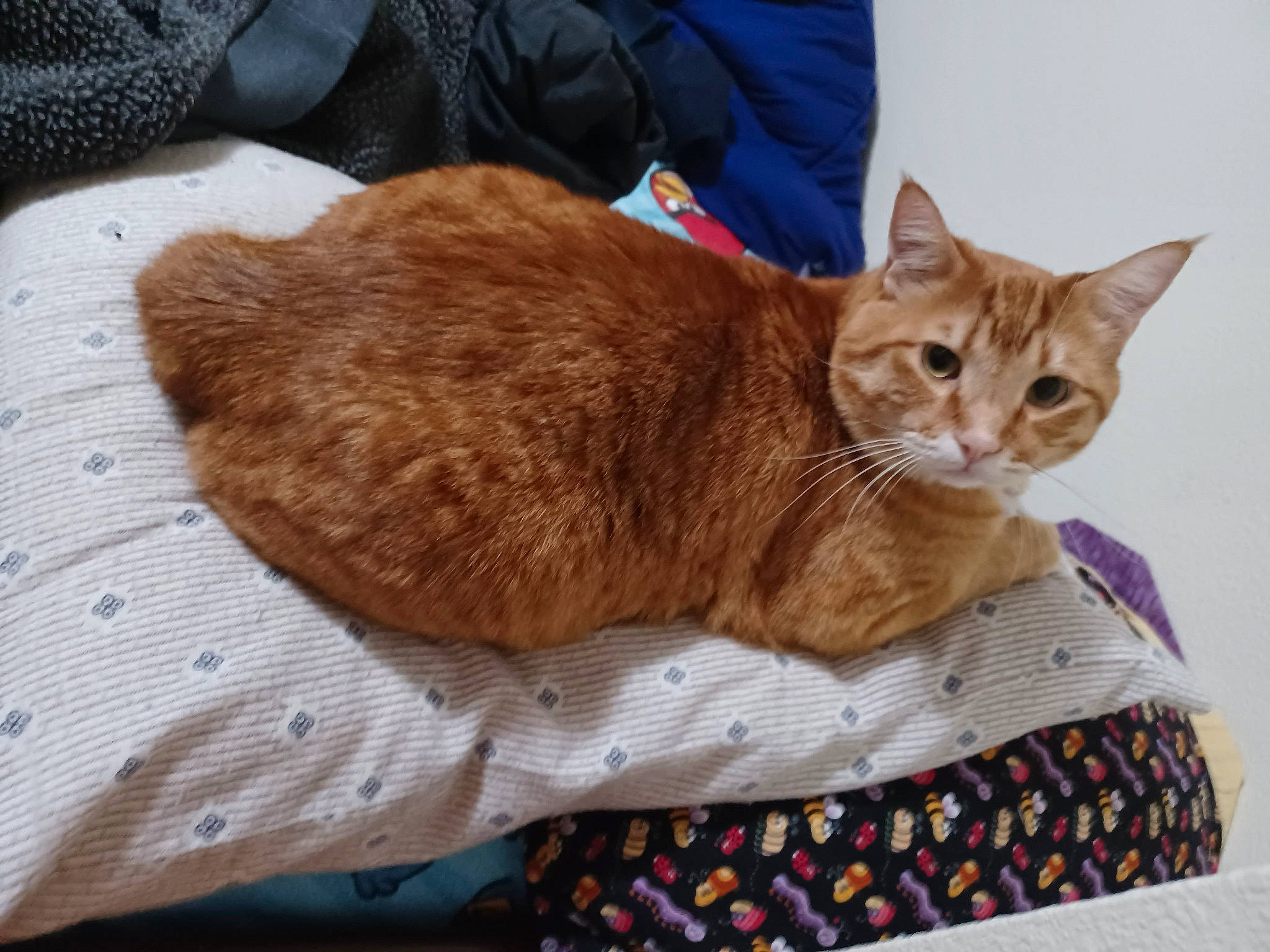 Meat is registered to the contest to win money with this photo: carnivore, cat, cat_supply, claw, comfort, domestic_short_haired_cat, fawn, felidae, fur, linens, pattern, pet_supply, small_to_medium_sized_cats, tail, terrestrial_animal, textile, whiskers, wood