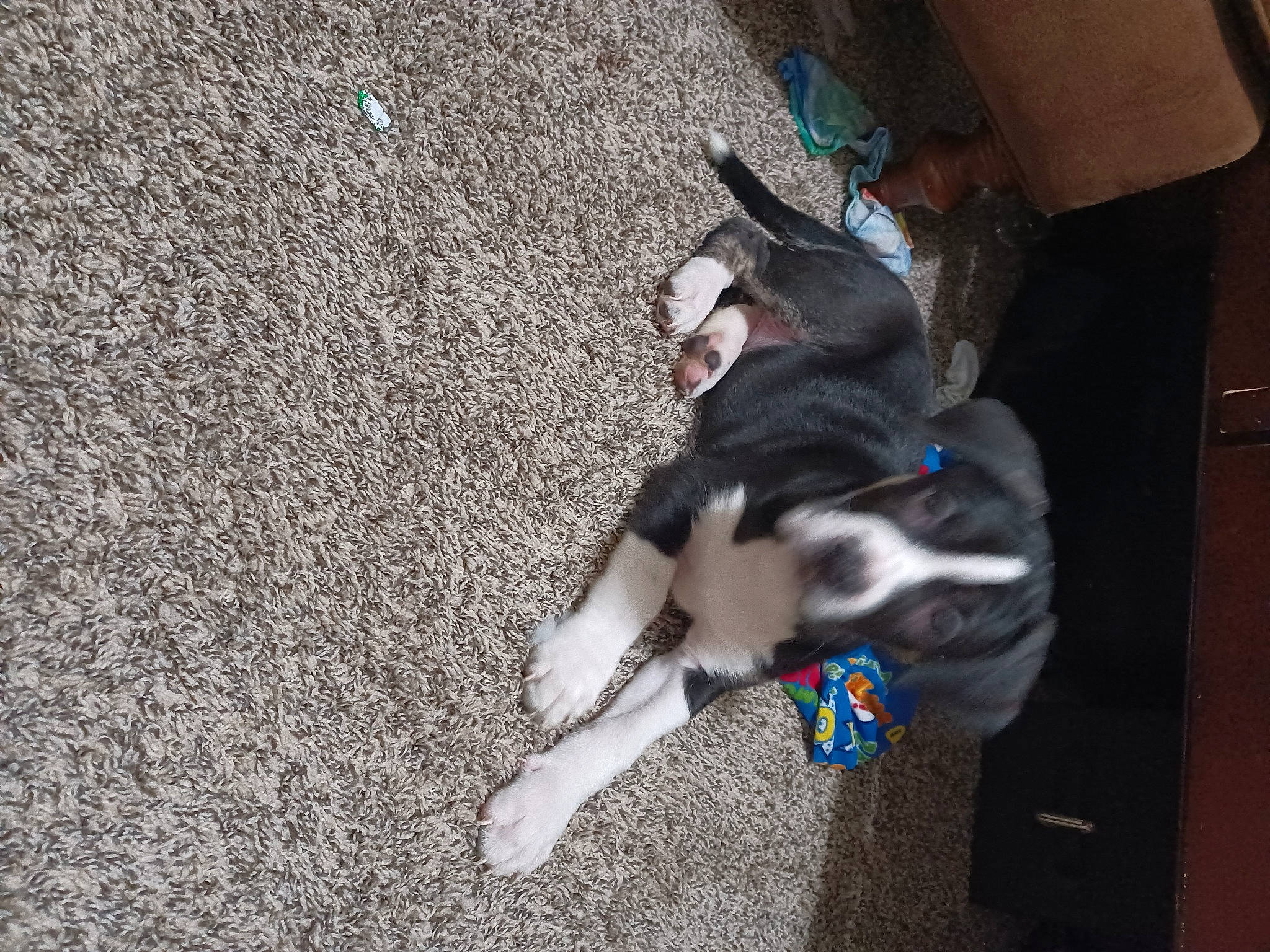 Frodo joined the competition — help win amazing prizes! asphalt, boston_terrier, canidae, carnivore, companion_dog, concrete, dog, dog_breed, electric_blue, felidae, flooring, fur, human_leg, paw, road_surface, small_to_medium_sized_cats, snout, sporting_group, tail, working_animal