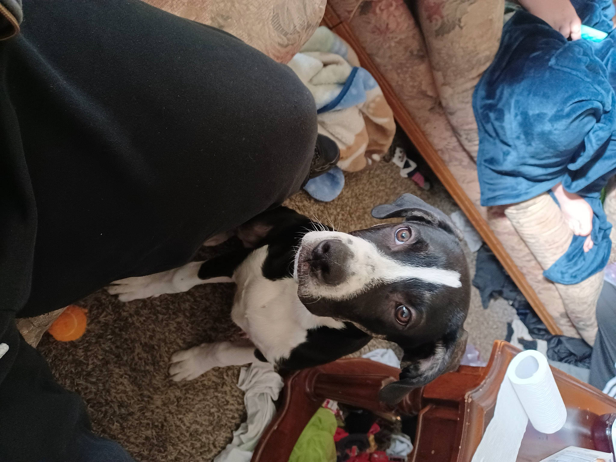 Frodo is registered to the contest to win money with this photo: adventure, canidae, carnivore, chair, collar, comfort, companion_dog, dog, dog_breed, foot, human_leg, non_sporting_group, shoe, shorts, sneakers, snout, sporting_group, working_animal