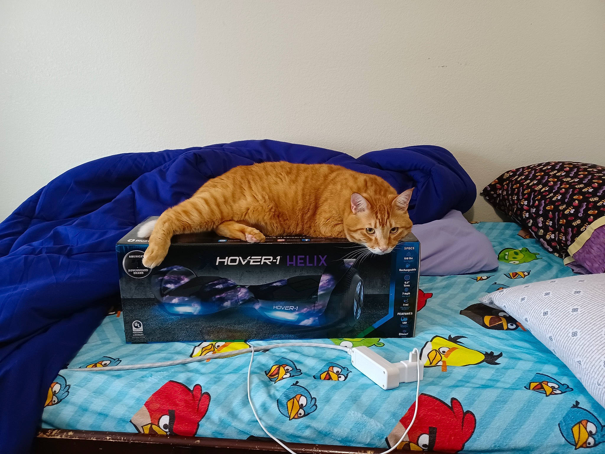 Numb Nuts joined the competition — help win amazing prizes! art, bag, bed, bed_sheet, bedding, bedroom, carnivore, cat, comfort, couch, domestic_short_haired_cat, electric_blue, felidae, junk_food, linens, luggage_and_bags, small_to_medium_sized_cats, t_shirt, textile, whiskers