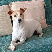 Laïka a rejoint le concours — aidez-le/la à gagner de superbes lots ! dog, pet, canine, lounge, couch, pillow, indoor, domestic_animal, white_coat, tan_coat, ears, eyes, snout, fur, animal, resting, looking, comfort, home, furniture