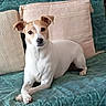 dog, pet, canine, lounge, couch, pillow, indoor, domestic_animal, white_coat, tan_coat, ears, eyes, snout, fur, animal, resting, looking, comfort, home, furniture