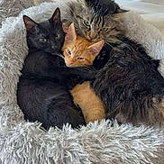 Leo joined the competition — help win amazing prizes! adult_cat, black_cat, blanket, cat, close_up, cozy, cuddling, family, fluffy_bed, fur, indoor, kitten, orange_cat, paws, pet_bed, resting, sleeping, snuggling, tabby_cat, whiskers