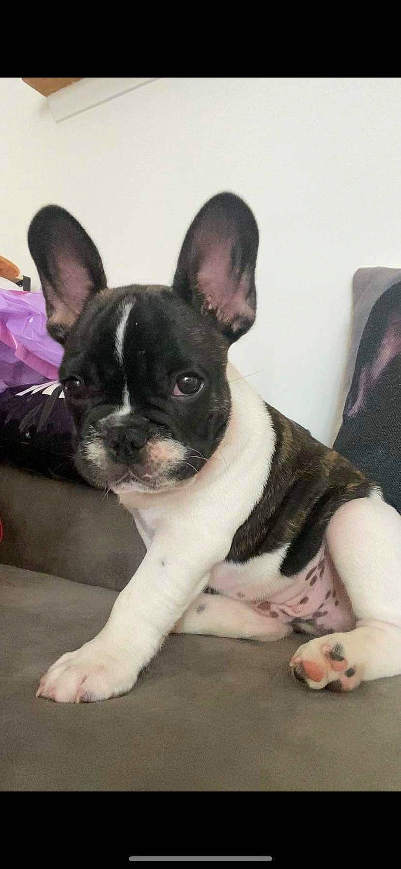 Bambino participe au concours pour gagner de l'argent avec cette photo : boston_terrier, bulldog, canidae, carnivore, comfort, companion_dog, dog, dog_breed, ear, fawn, french_bulldog, luggage_and_bags, non_sporting_group, sitting, snout, sporting_group, terrestrial_animal, toy_dog, whiskers, working_animal