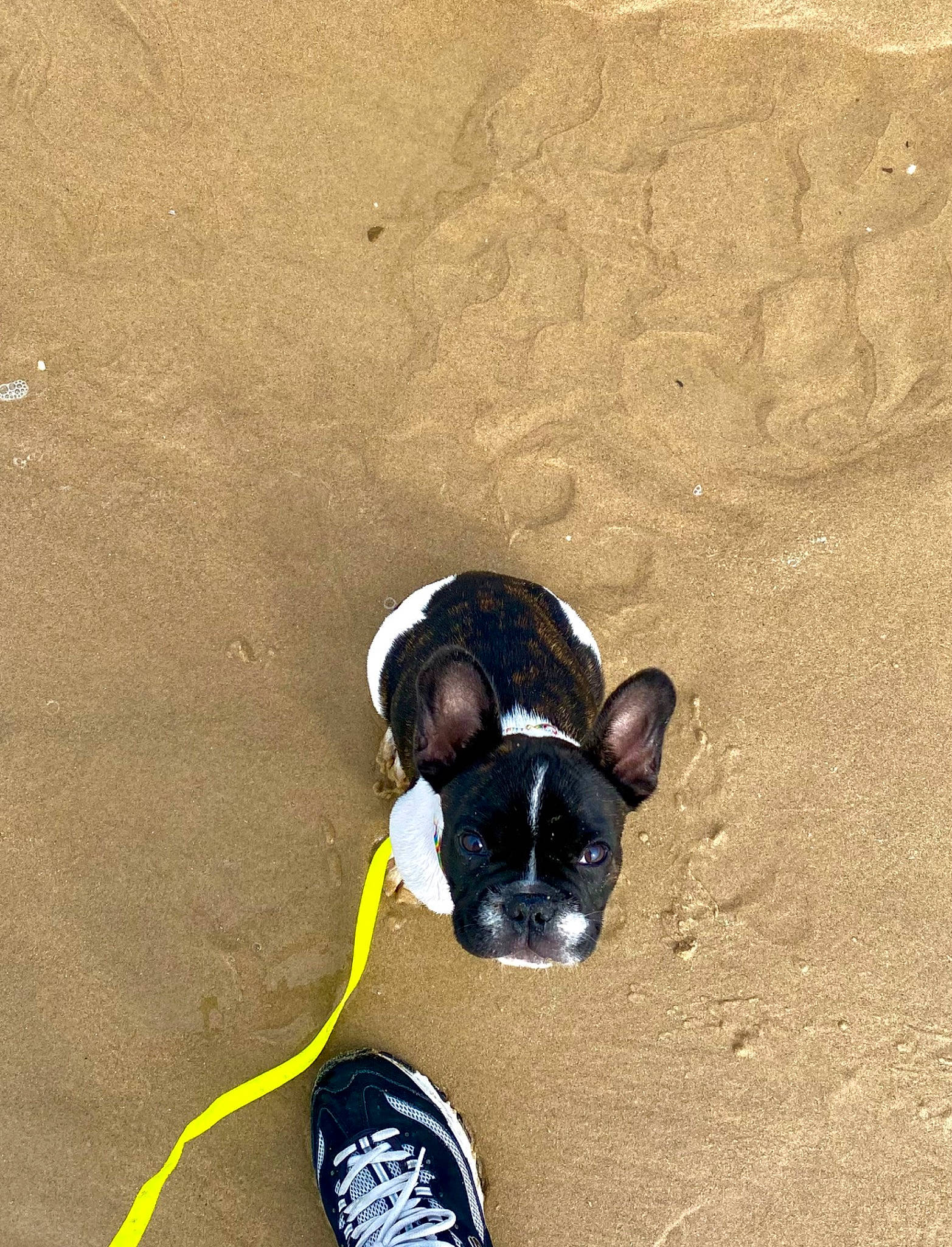 Bambino participe au concours pour gagner de l'argent avec cette photo : aeolian_landform, beach, carnivore, dog, dog_breed, eyewear, fawn, fun, hat, human_leg, landscape, personal_protective_equipment, recreation, sand, shadow, singing_sand, soil, sunglasses, travel, working_animal