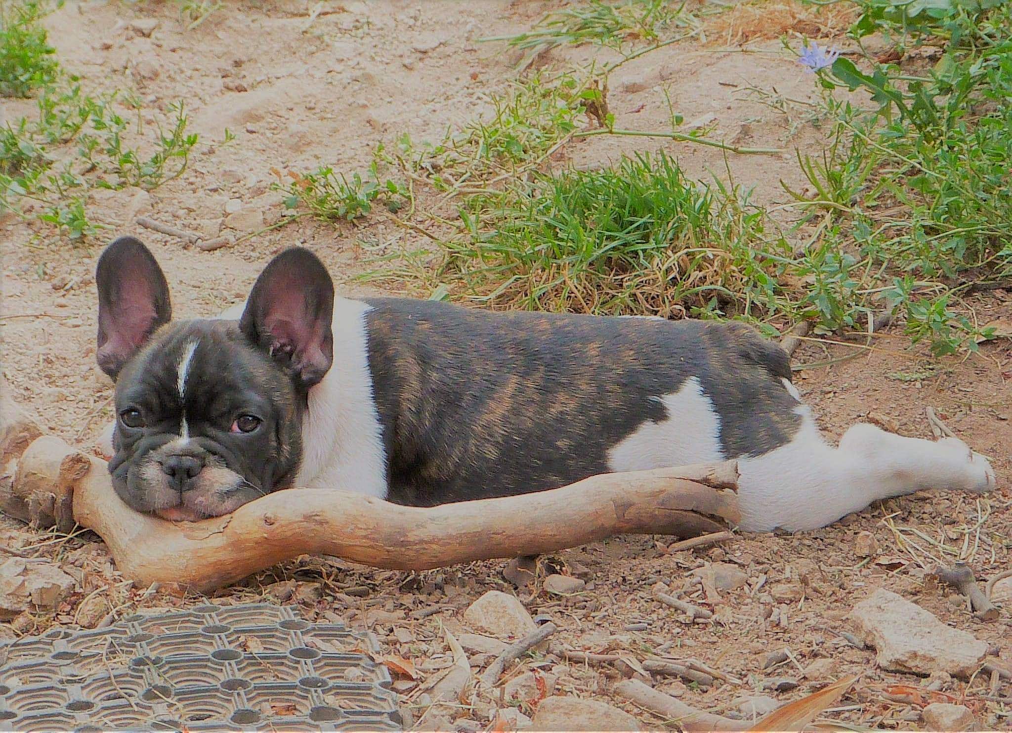 Bambino participe au concours pour gagner de l'argent avec cette photo : boston_terrier, bulldog, canidae, carnivore, comfort, companion_dog, curious, dog, dog_breed, ear, fawn, french_bulldog, grass, plant, snout, sporting_group, terrestrial_animal, toy_dog, whiskers, working_animal