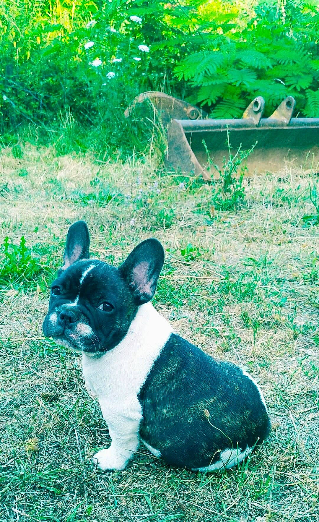 Bambino a rejoint le concours — aidez-le/la à gagner de superbes lots ! carnivore, companion_dog, dog, dog_breed, fawn, grass, green, groundcover, leaf, nature, plant, snout, sporting_group, tail, terrestrial_animal, toy_dog, tree, vertebrate, whiskers, working_animal