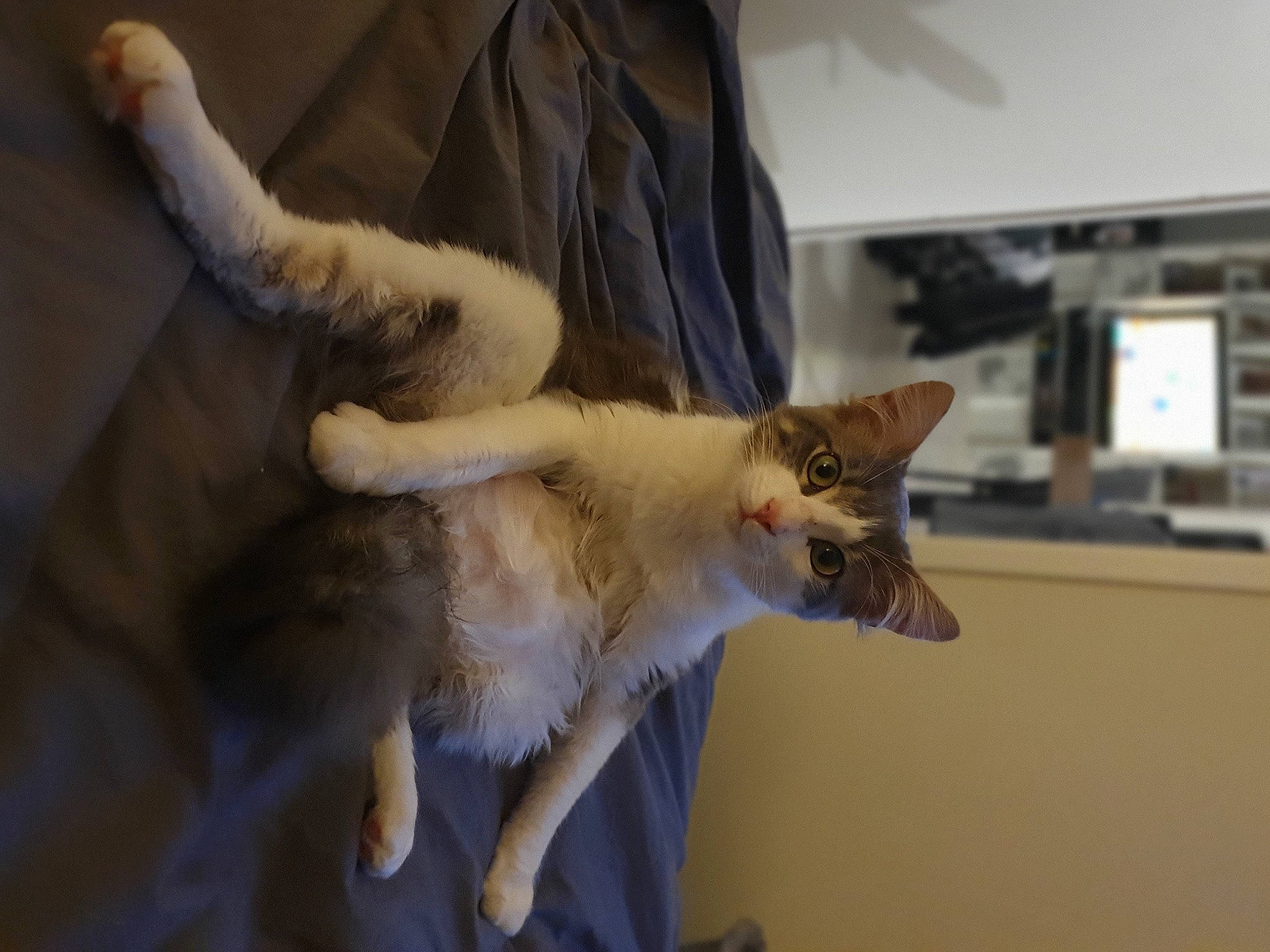 Ruby participe au concours pour gagner de l'argent avec cette photo : canidae, carnivore, cat, claw, comfort, companion_dog, dog_breed, domestic_short_haired_cat, ear, fang, fawn, felidae, fur, gesture, paw, room, small_to_medium_sized_cats, sporting_group, tail, whiskers