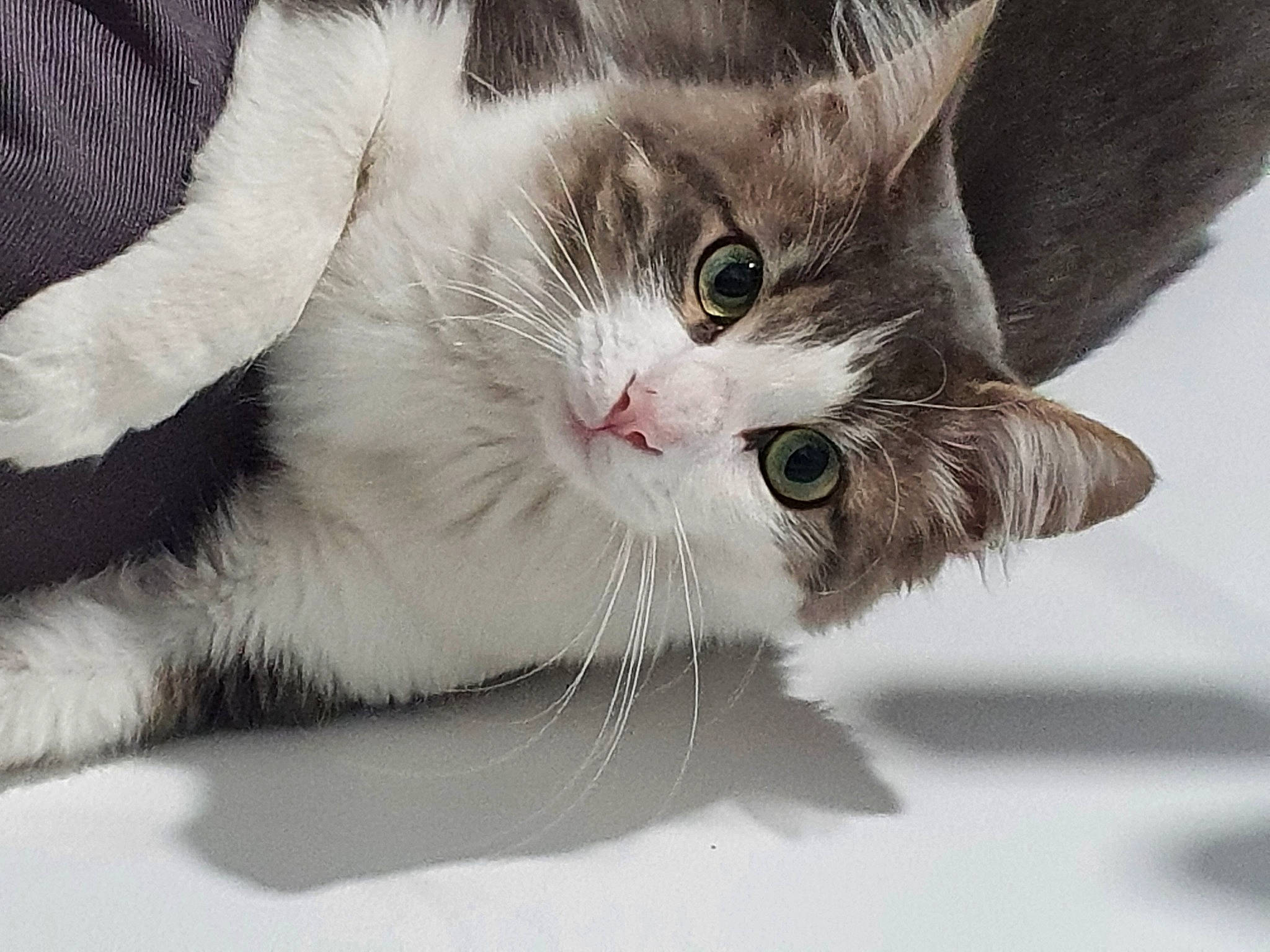 Ruby participe au concours pour gagner de l'argent avec cette photo : carnivore, cat, claw, comfort, domestic_short_haired_cat, eye, felidae, foot, fur, nap, paw, photo_caption, small_to_medium_sized_cats, tail, terrestrial_animal, whiskers