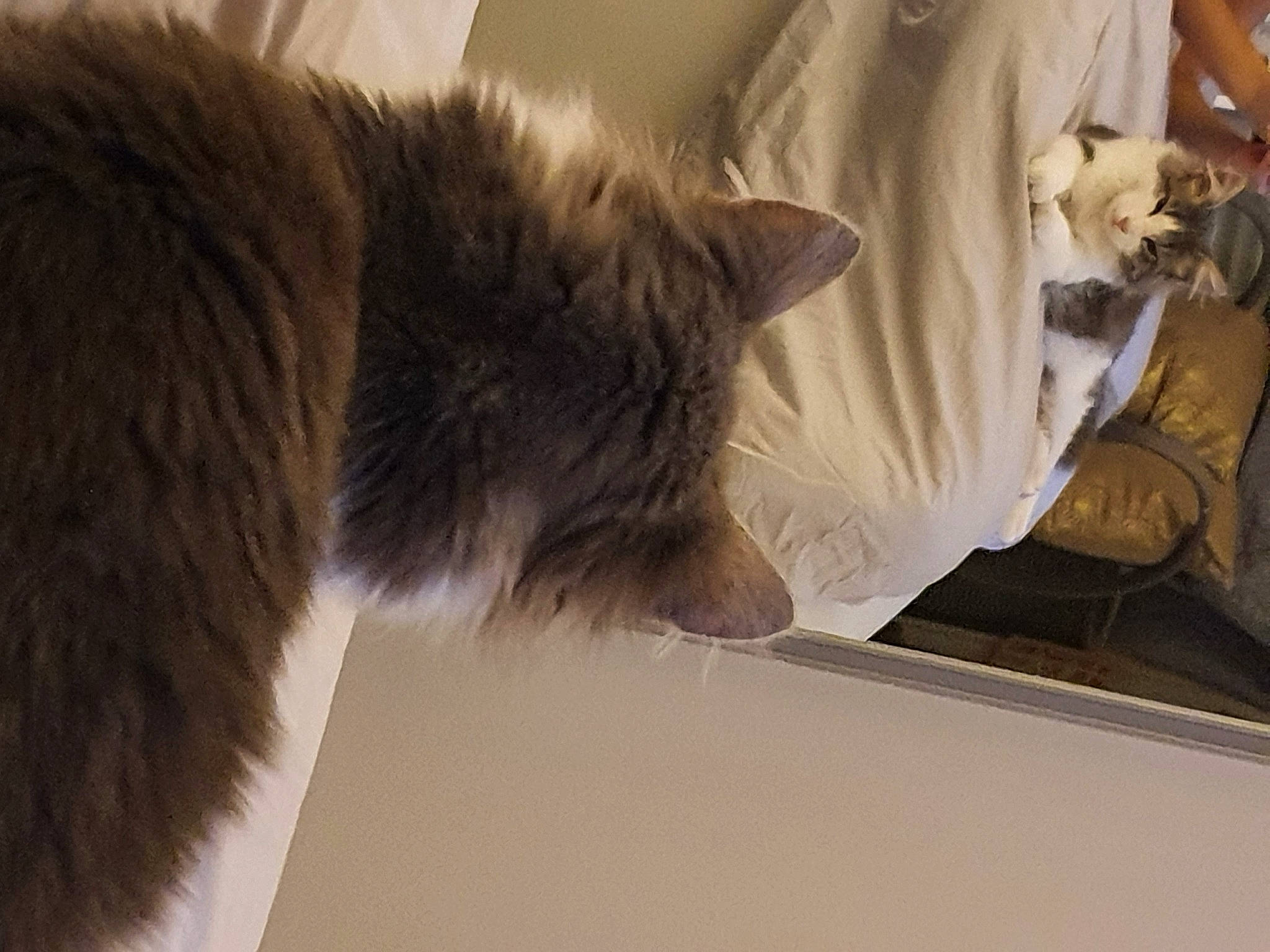 Ruby a rejoint le concours — aidez-le/la à gagner de superbes lots ! canidae, carnivore, cat, claw, comfort, domestic_short_haired_cat, fawn, felidae, fur, mammal, small_to_medium_sized_cats, snout, tail, tree, vertebrate, whiskers, window, wood