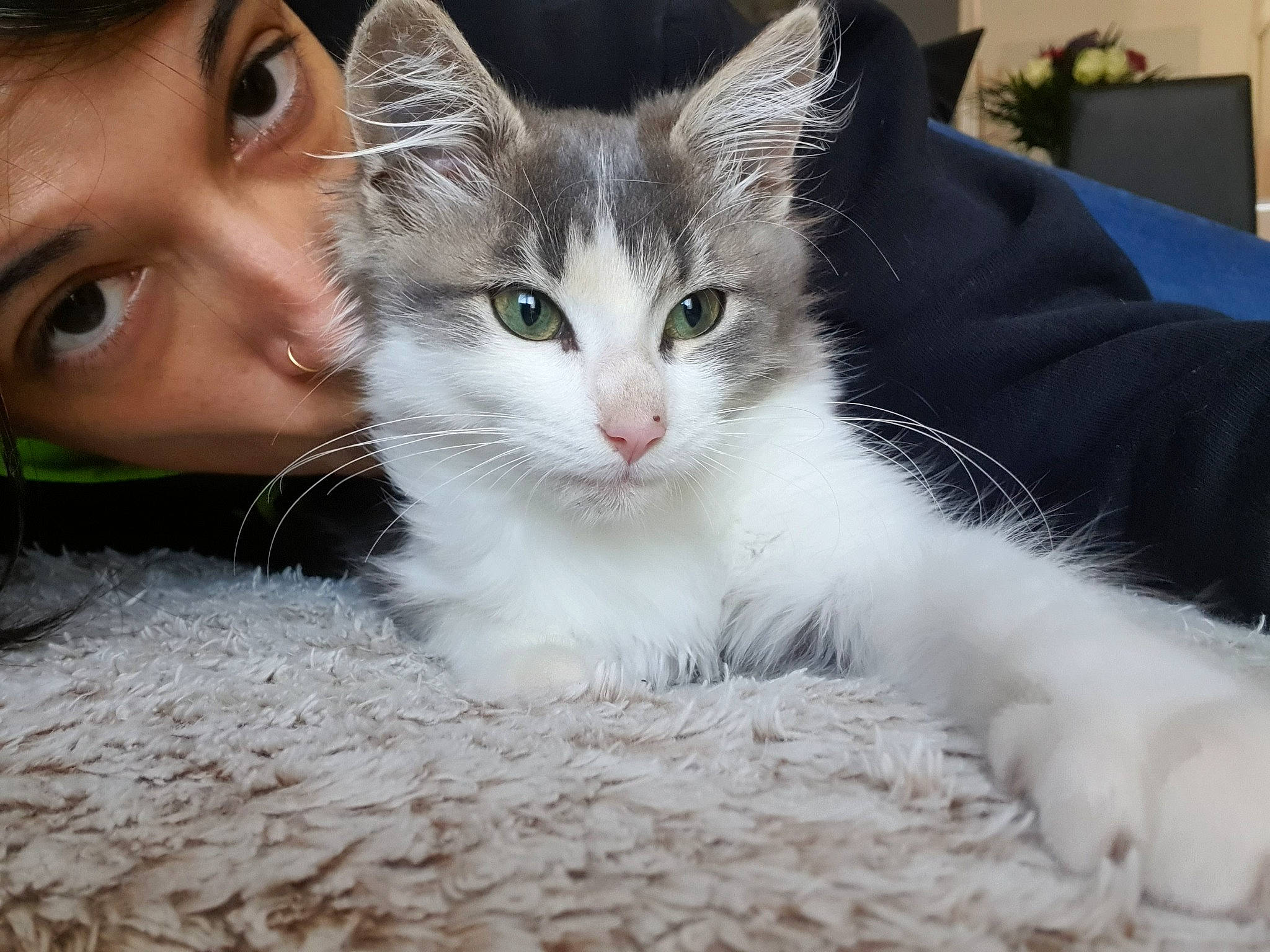 Ruby a rejoint le concours — aidez-le/la à gagner de superbes lots ! carnivore, cat, claw, domestic_short_haired_cat, eye, fawn, felidae, fur, gesture, head, iris, nose, paw, photo_caption, plant, small_to_medium_sized_cats, smile, snout, tail, whiskers