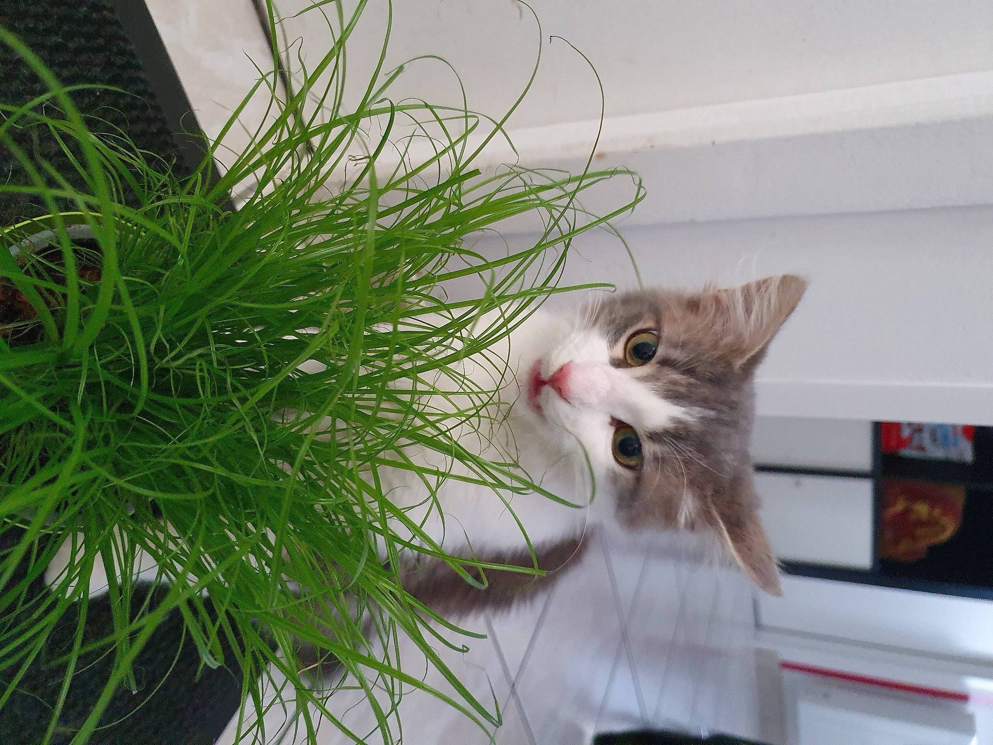 Ruby participe au concours pour gagner de l'argent avec cette photo : carnivore, cat, conifer, domestic_short_haired_cat, event, evergreen, felidae, flowerpot, fur, grass, houseplant, plant, shortstraw_pine, small_to_medium_sized_cats, snout, tail, terrestrial_plant, tree, twig, whiskers