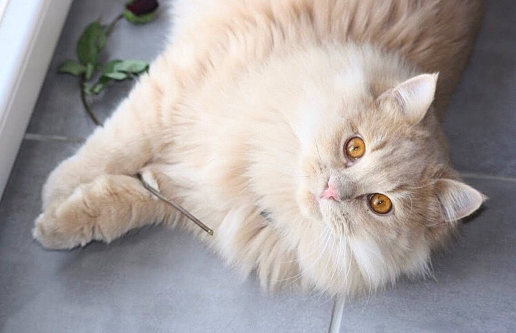 Junior a rejoint le concours — aidez-le/la à gagner de superbes lots ! british_longhair, carnivore, cat, claw, fawn, felidae, flowering_plant, flowerpot, fur, houseplant, paw, persian, plant, ragdoll, small_to_medium_sized_cats, snout, tail, terrestrial_animal, whiskers