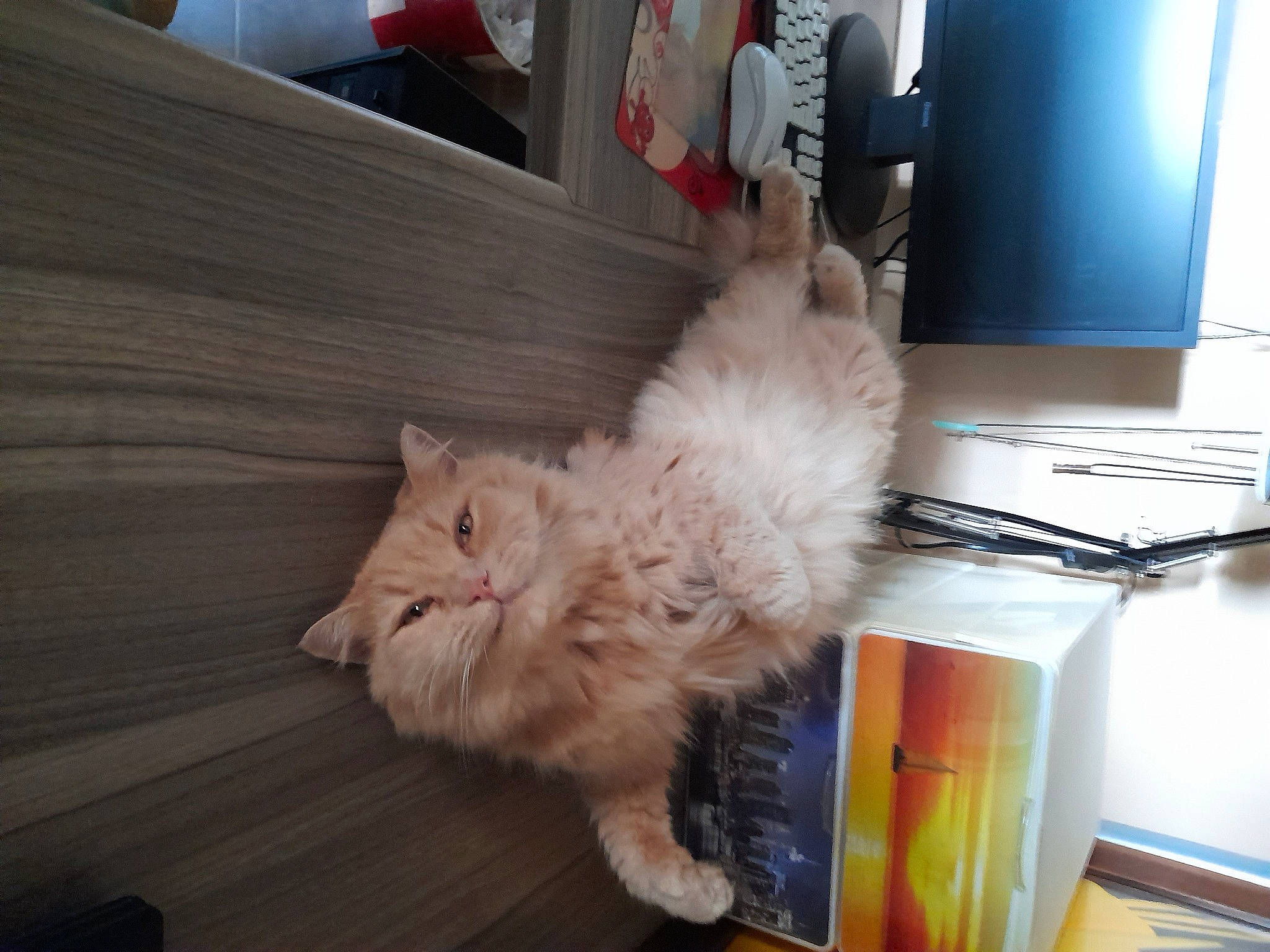 Junior participe au concours pour gagner de l'argent avec cette photo : box, british_longhair, carnivore, cat, claw, comfort, domestic_short_haired_cat, fawn, felidae, flooring, fur, gesture, hardwood, paw, persian, small_to_medium_sized_cats, snout, tail, whiskers, wood