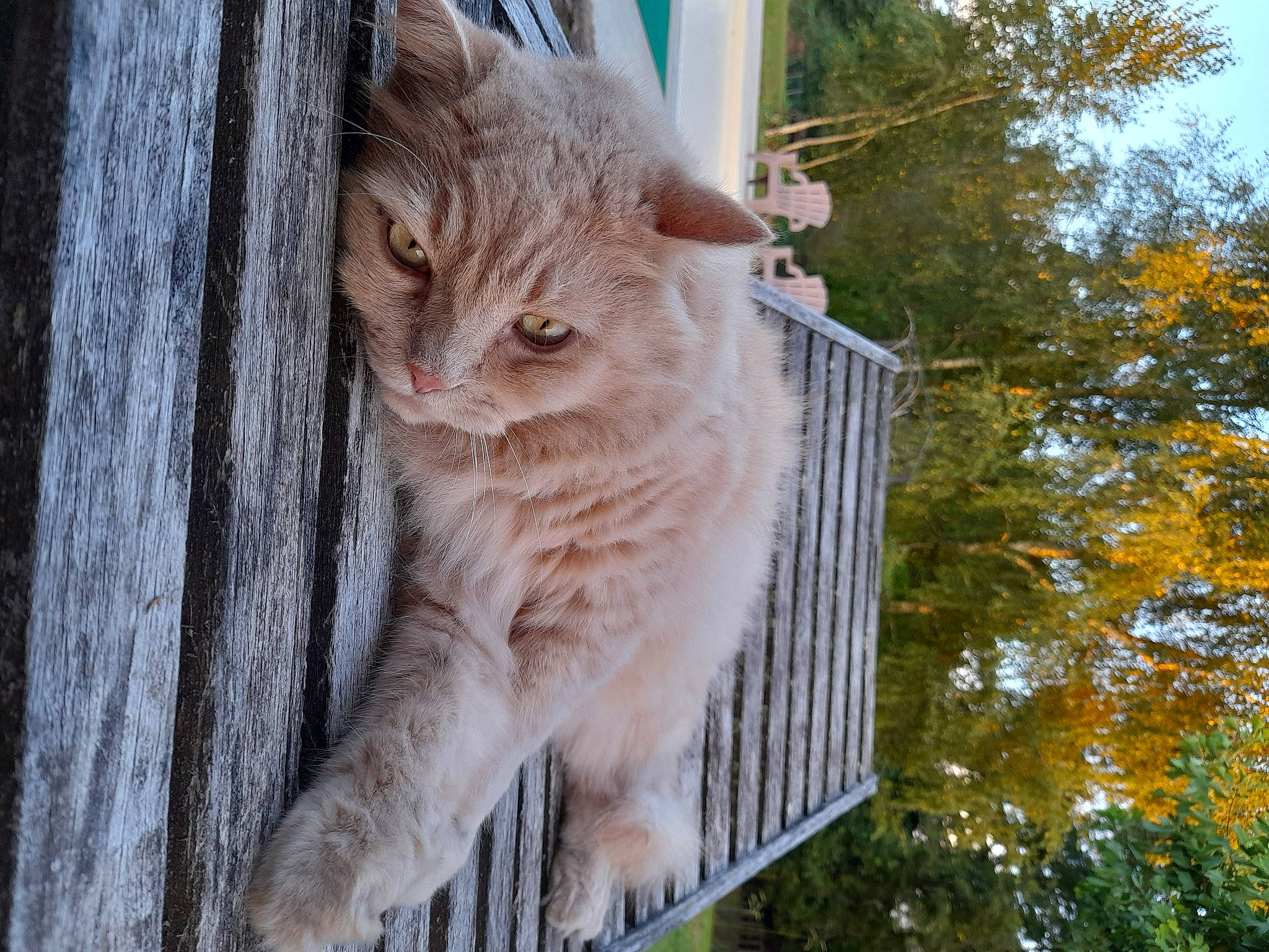 Junior a rejoint le concours — aidez-le/la à gagner de superbes lots ! art, carnivore, cat, domestic_short_haired_cat, fawn, felidae, fur, grass, plant, sky, small_to_medium_sized_cats, tail, terrestrial_animal, tree, trunk, twig, whiskers, window, wood, wrinkle