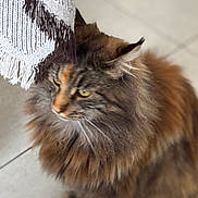 Violette a rejoint le concours — aidez-le/la à gagner de superbes lots ! animal, blanket, brown_fur, calm, cat, close_up, domestic_cat, ears, feline, floor, fluffy, fringe, gray_fur, indoor, long_hair, pet, side_view, sitting, tile_floor, whiskers