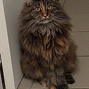 Violette a rejoint le concours — aidez-le/la à gagner de superbes lots ! animal, brown, cat, curious, domestic, door, ears, feline, floor, fluffy, gray, indoor, long_hair, mane, paws, pet, portrait, sitting, tile, whiskers
