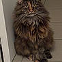 animal, brown, cat, curious, domestic, door, ears, feline, floor, fluffy, gray, indoor, long_hair, mane, paws, pet, portrait, sitting, tile, whiskers