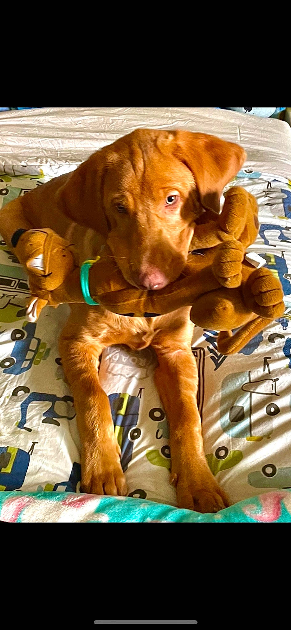 Bodi is registered to the contest to win money with this photo: canidae, carnivore, collar, companion_dog, dog, dog_breed, dog_collar, dog_supply, fawn, fur, german_shorthaired_pointer, gun_dog, hunting_dog, liver, pet_supply, snout, sporting_group, wood, working_animal