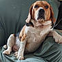 dog, beagle, pet, sitting, armchair, blanket, upholstery, paw, nose, ears, brown, white, black, chubby, indoor, portrait, looking_at_camera, relaxed, fur, companion