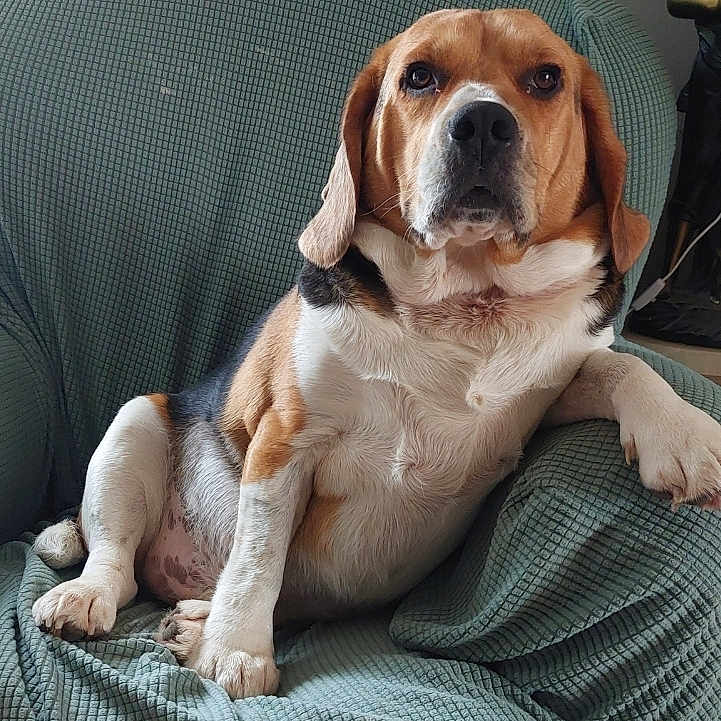 Twist participe au concours pour gagner de l'argent avec cette photo : armchair, beagle, black, blanket, brown, chubby, companion, dog, ears, fur, indoor, looking_at_camera, nose, paw, pet, portrait, relaxed, sitting, upholstery, white
