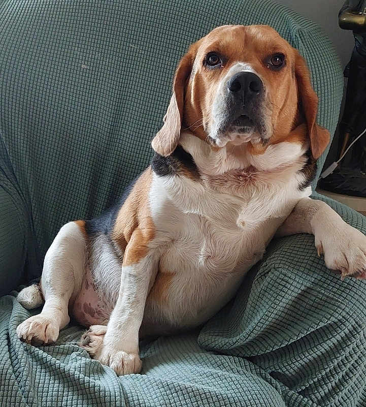 Twist participe au concours pour gagner de l'argent avec cette photo : dog, beagle, pet, sitting, armchair, blanket, upholstery, paw, nose, ears, brown, white, black, chubby, indoor, portrait, looking_at_camera, relaxed, fur, companion