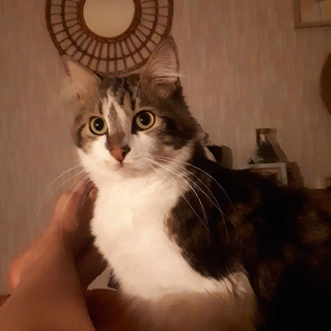 Miou a rejoint le concours — aidez-le/la à gagner de superbes lots ! abyssinian, animal, architecture, bodypart, building, cat, chair, couch, finger, furniture, hand, hardwood, indoors, kitten, livingroom, manx, person, pet, room, wood