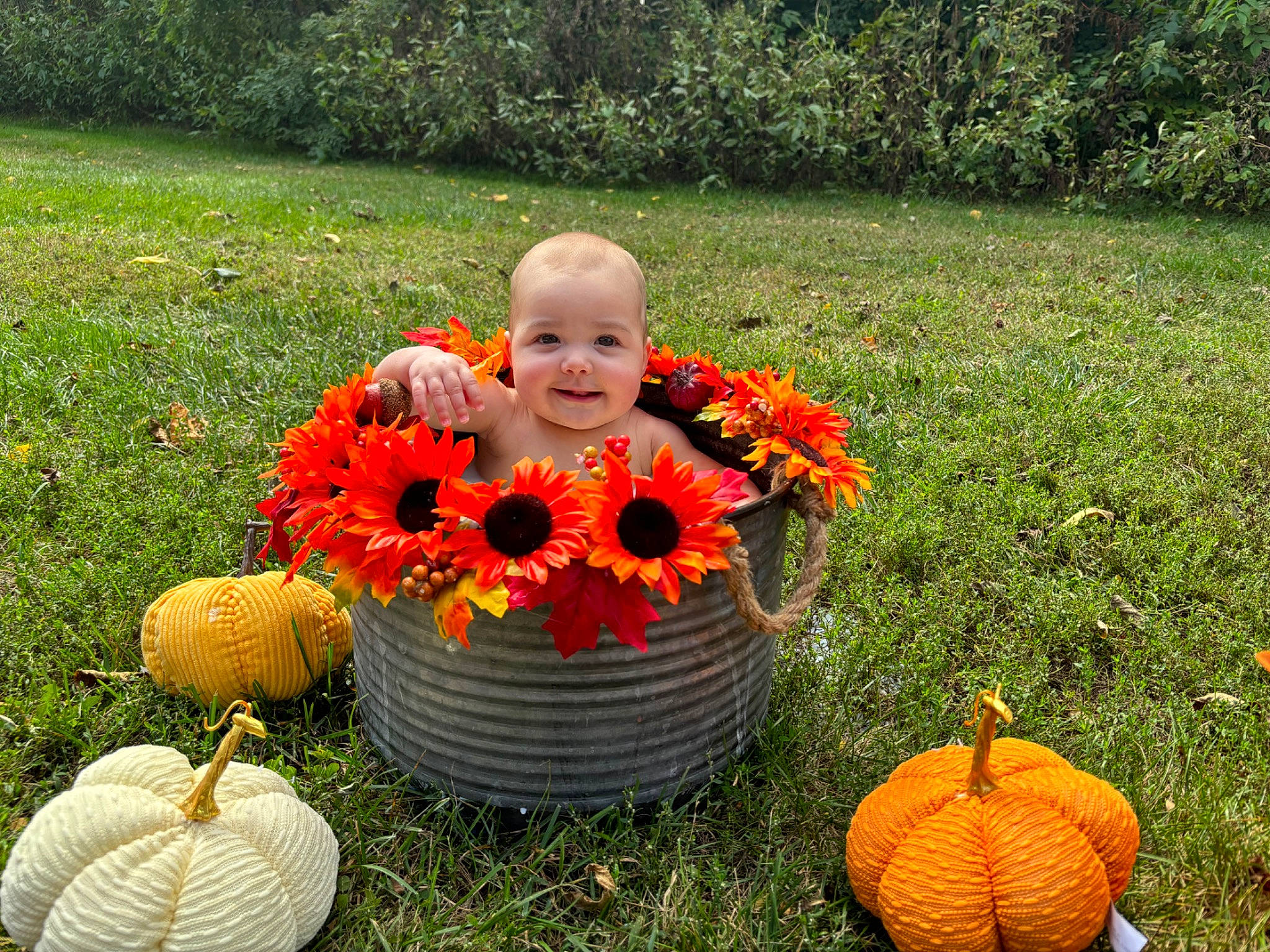 Jayda is registered to the contest to win money with this photo: annual_plant, automotive_wheel_system, basket, botany, calabaza, cucurbita, flower, grass, happy, joy, landscape, lawn, leaf, nature, people_in_nature, person, petal, plant, pumpkin, smile