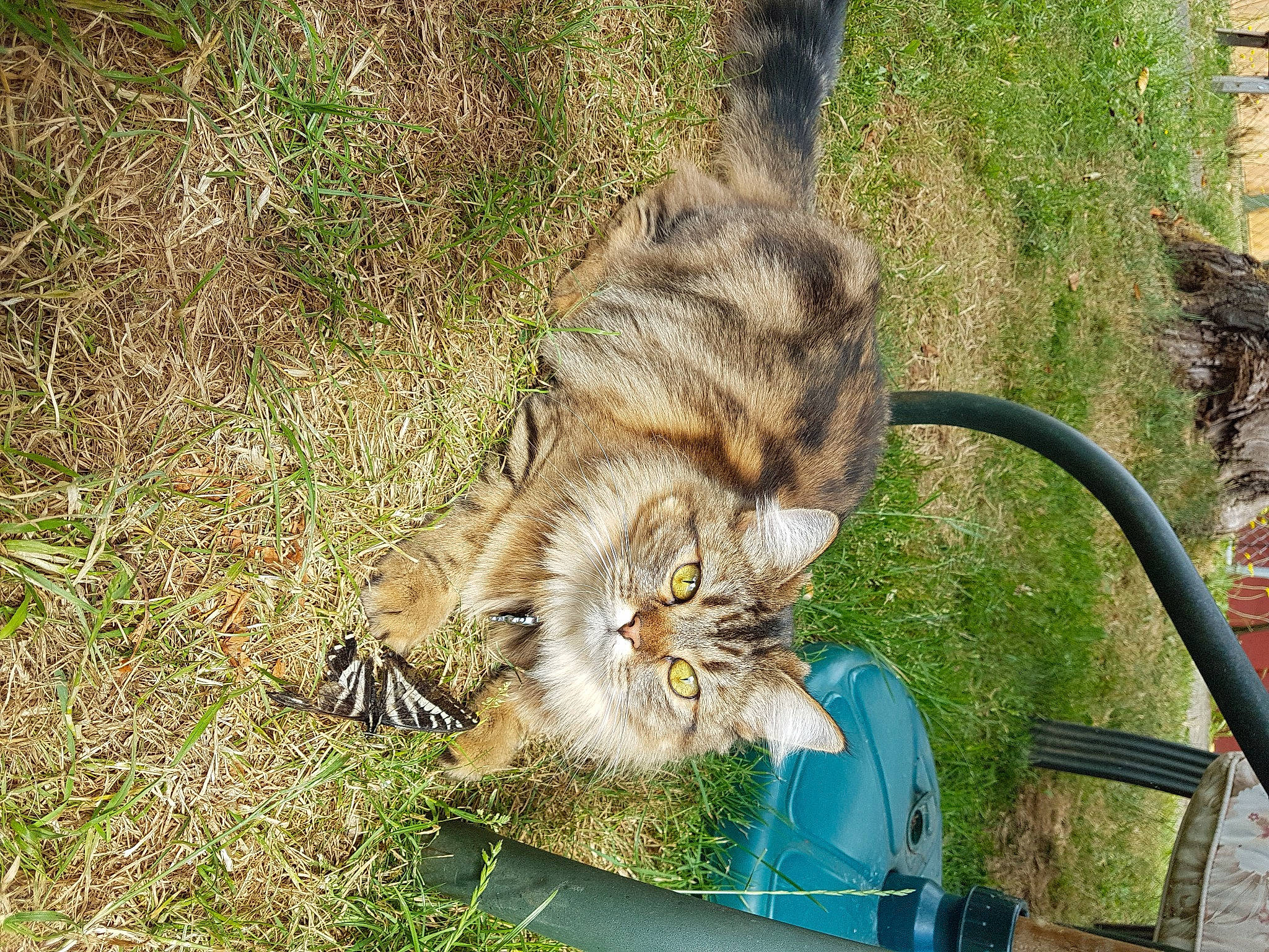 Savannah is registered to the contest to win money with this photo: canidae, carnivore, cat, chair, domestic_short_haired_cat, fawn, felidae, fur, grass, groundcover, plant, small_to_medium_sized_cats, snout, sporting_group, tail, terrestrial_animal, tree, trunk, whiskers, wood